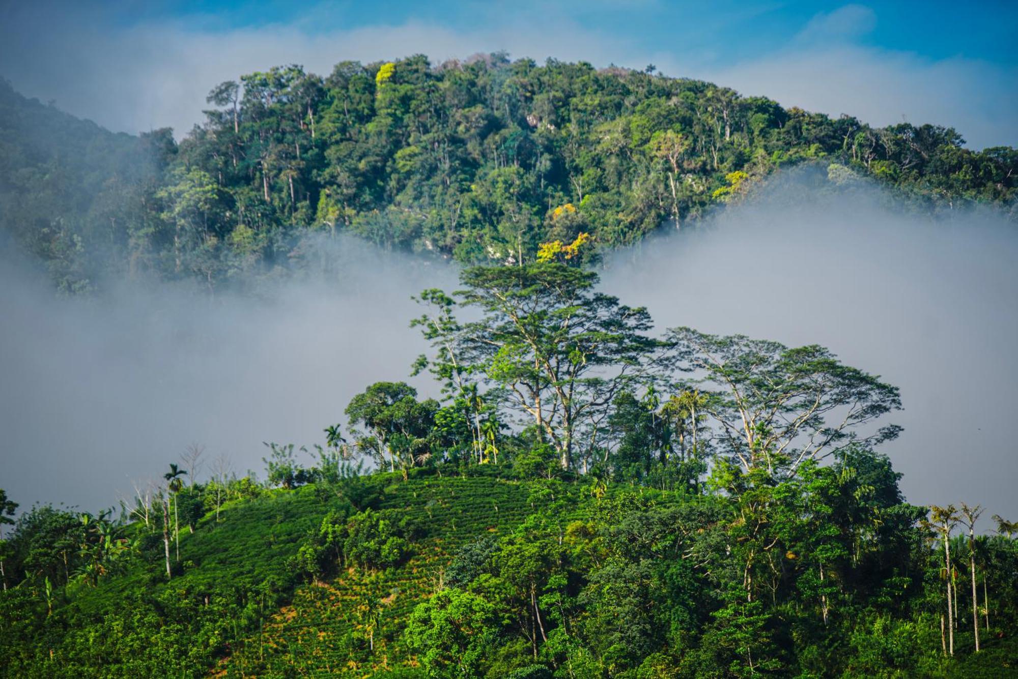 Sinharaja Riverside Deniyaya Bagian luar foto